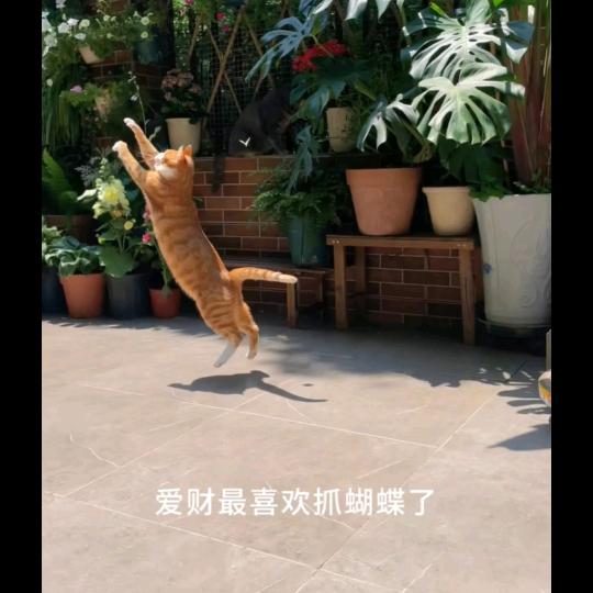 窃贼玫瑰