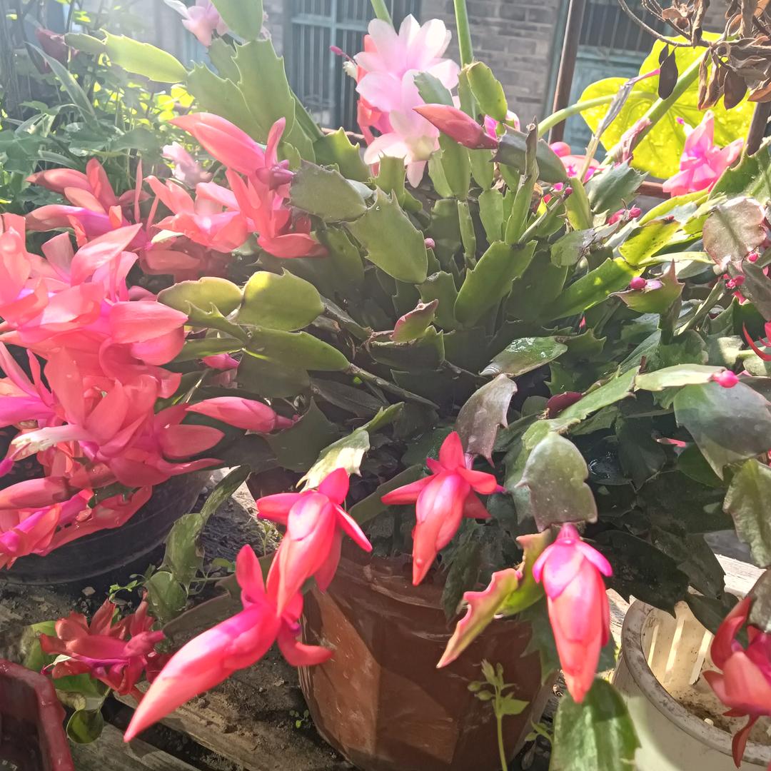 刘明芳