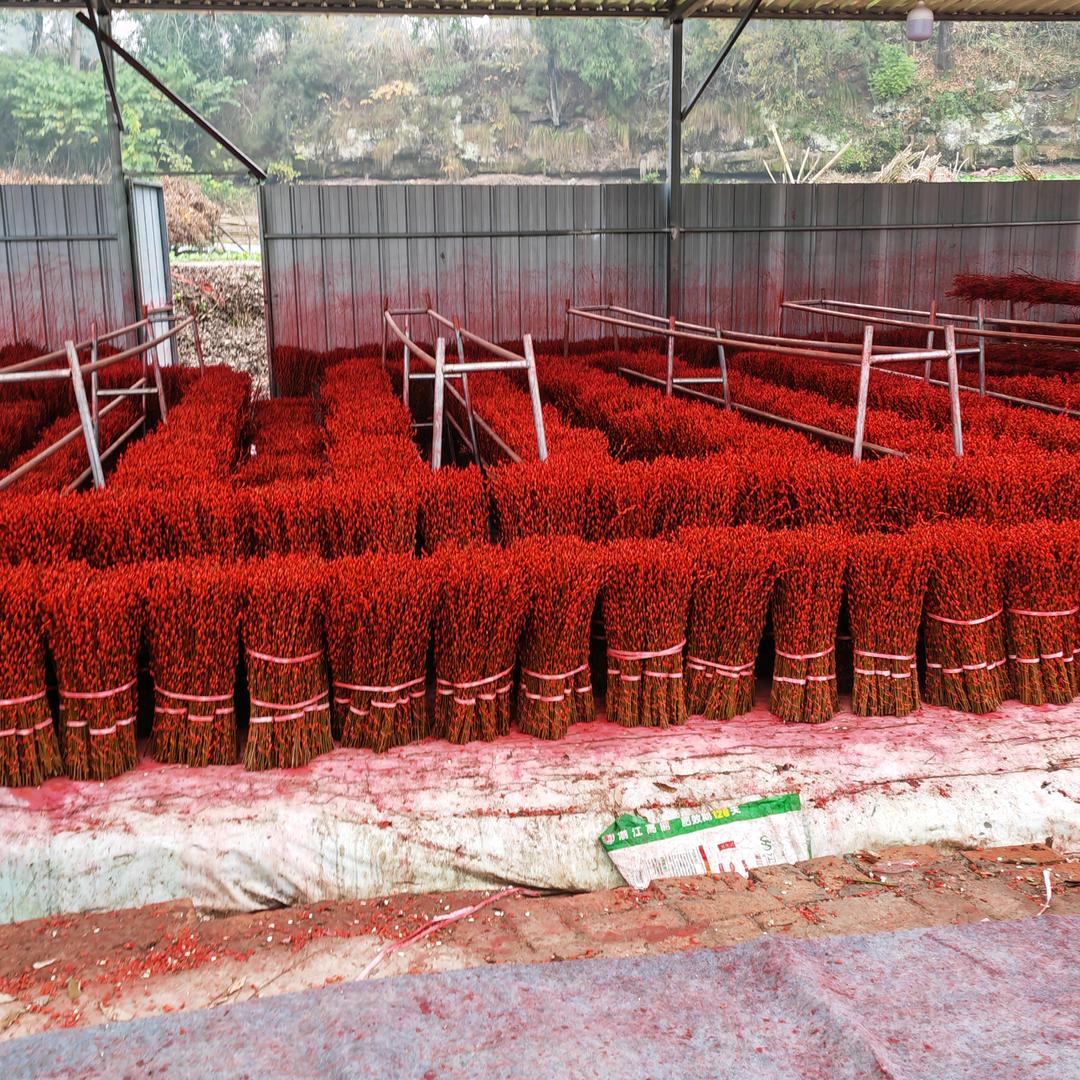 四川银柳自产自销四川智鹏银柳农业有限公司