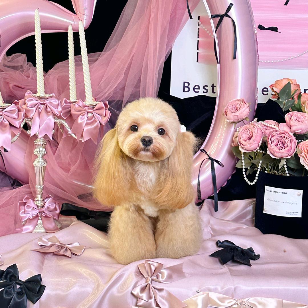 奶茶的四狗之家🐱(毛孩子亲测版)