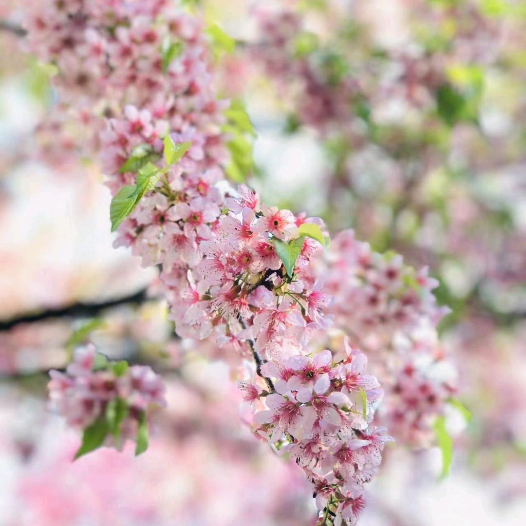 云南小阿妹思恋