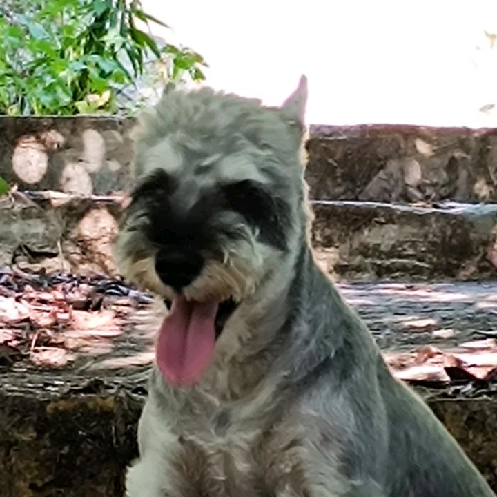 自由飞.