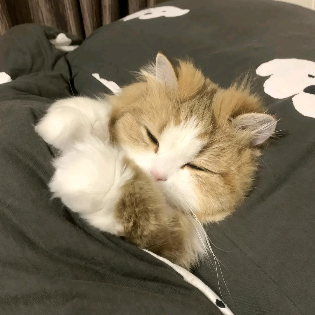 紫竺✧˖