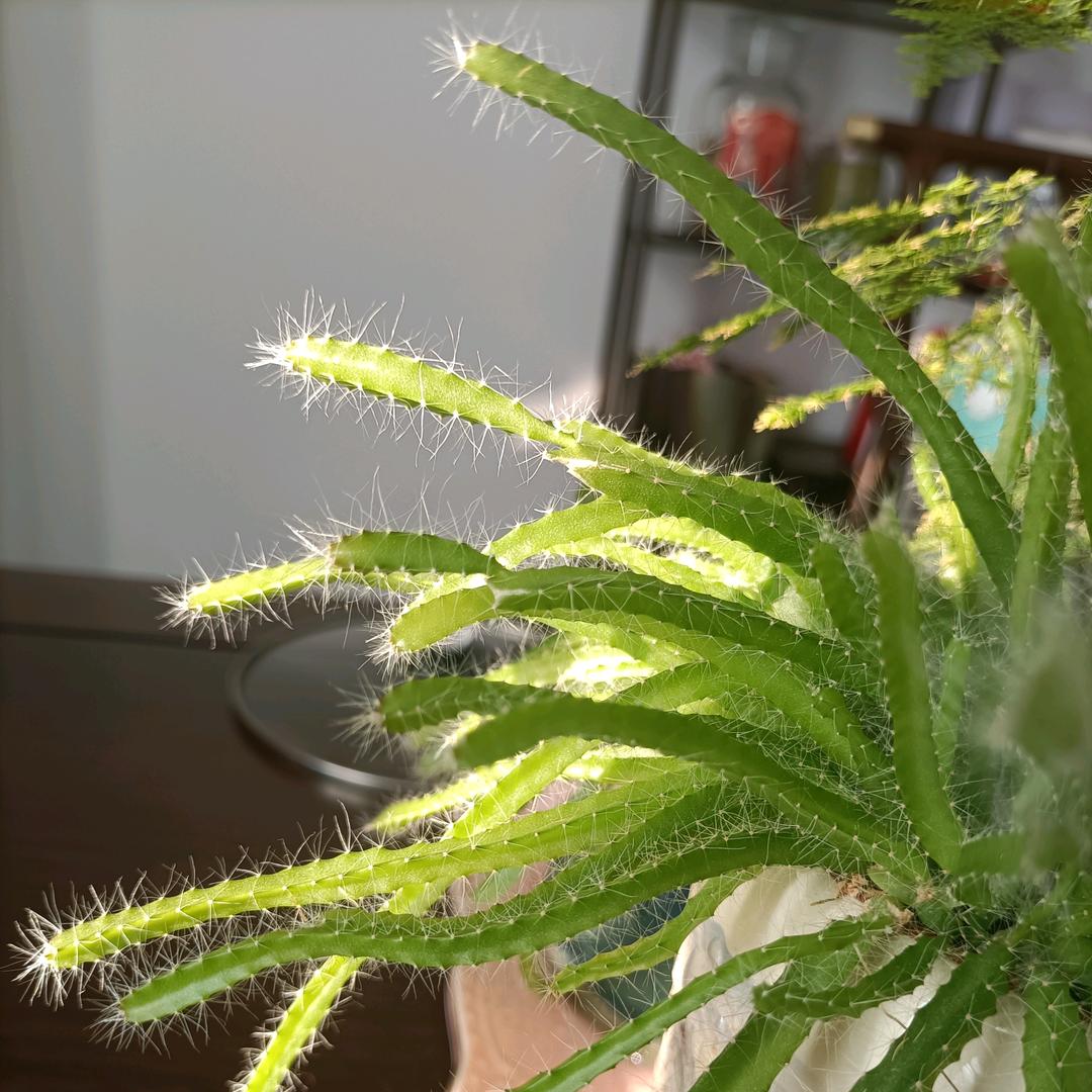云舟逸梦