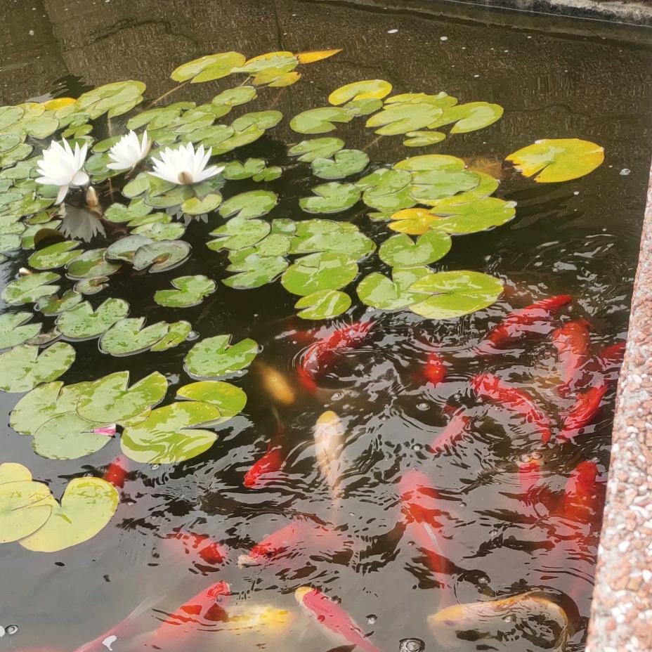 花开富贵_259797652