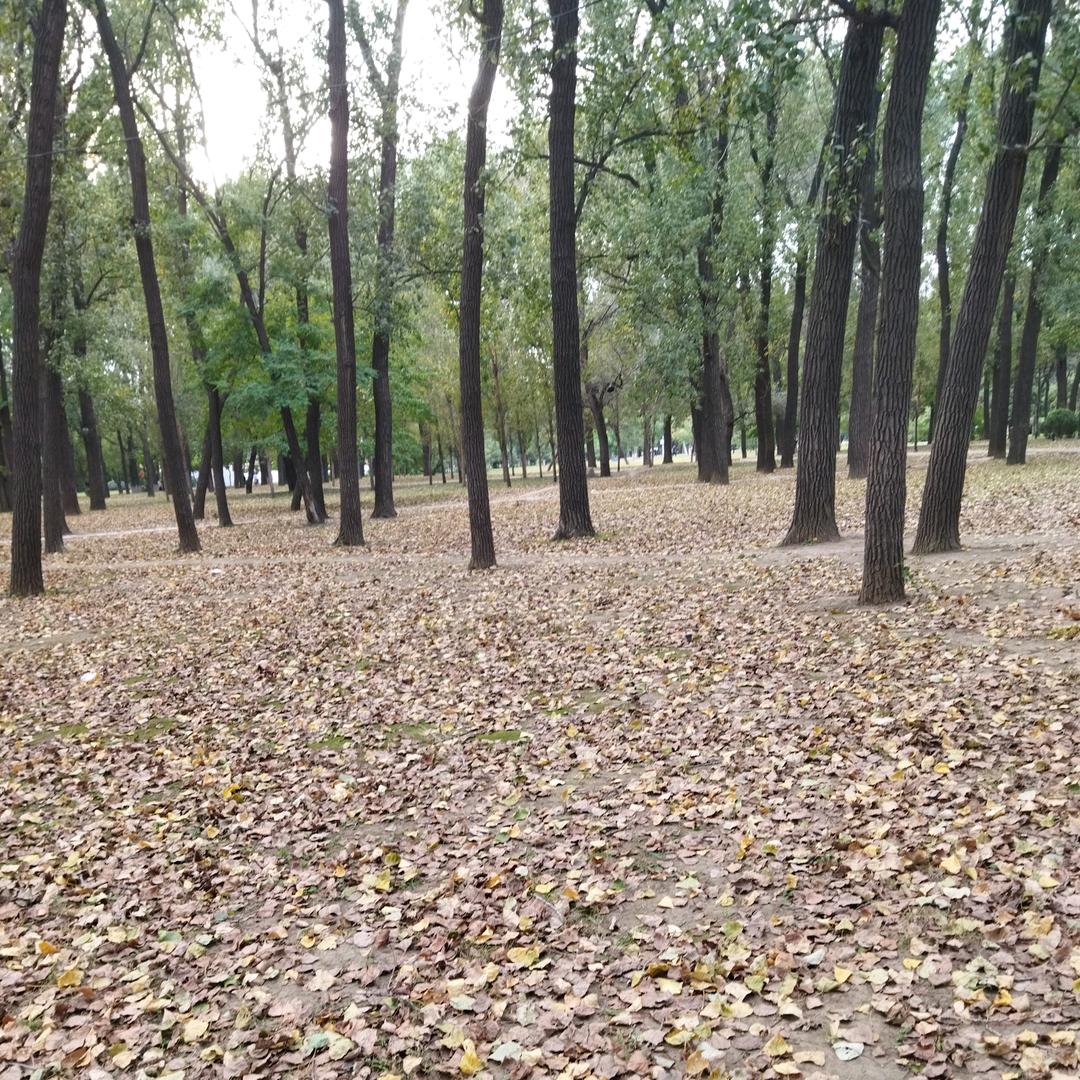 东北的奥斯瓦尔多