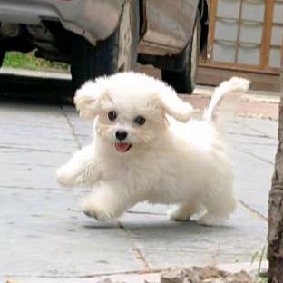 樱桃小丸犊子✌︎( ᐛ )✌︎