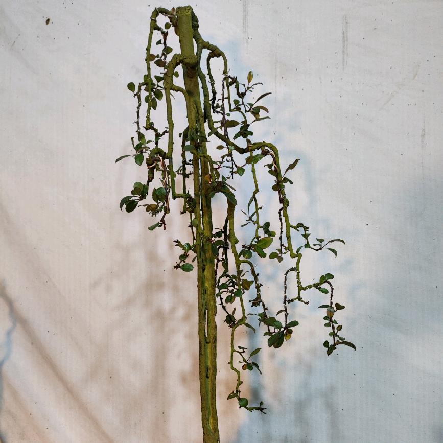 曦园（江西 帝王豆 ）