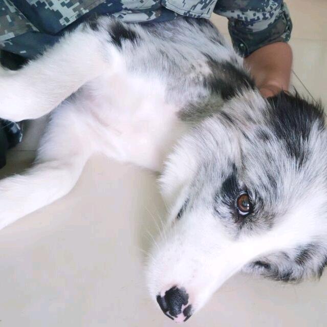 🌔伴我同行🐾
