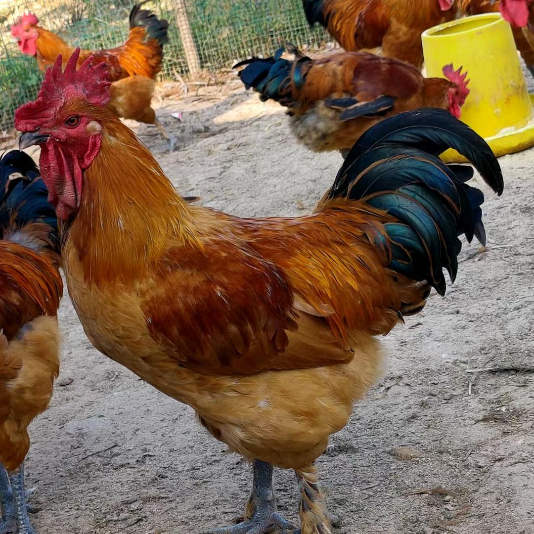 六安土鸡养殖基地