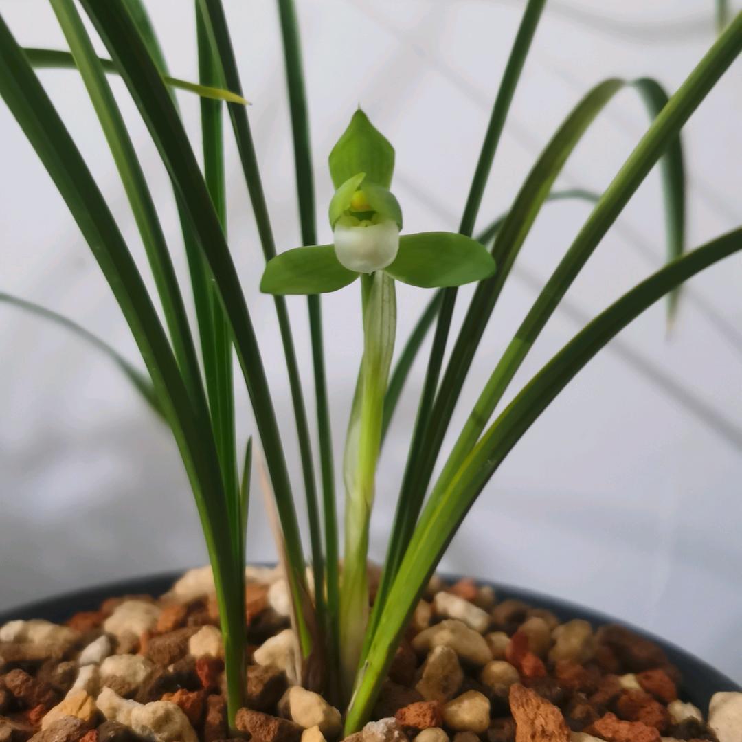 轩缘兰花