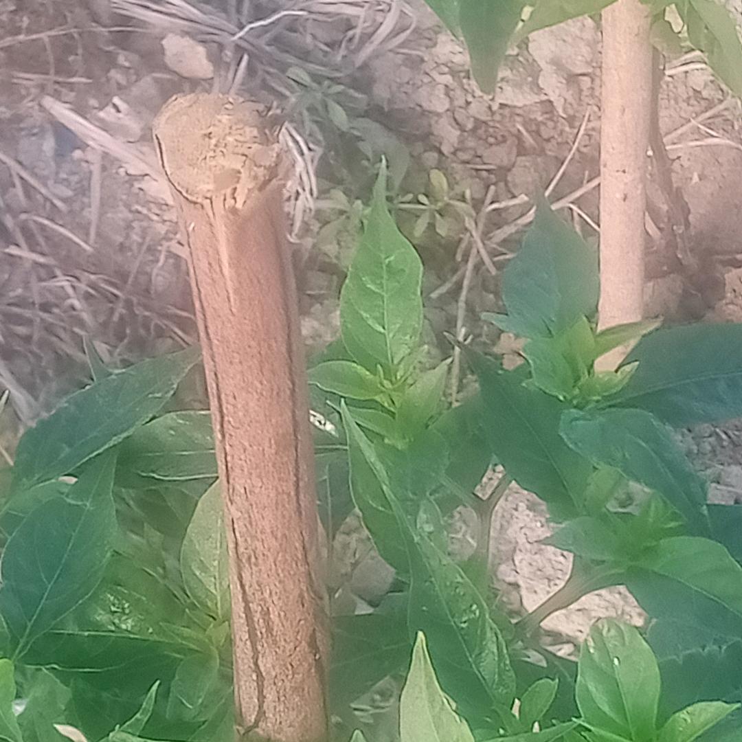 青出于蓝而胜于蓝