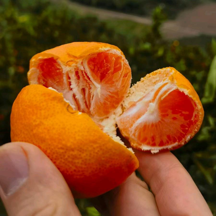 含含家橘子