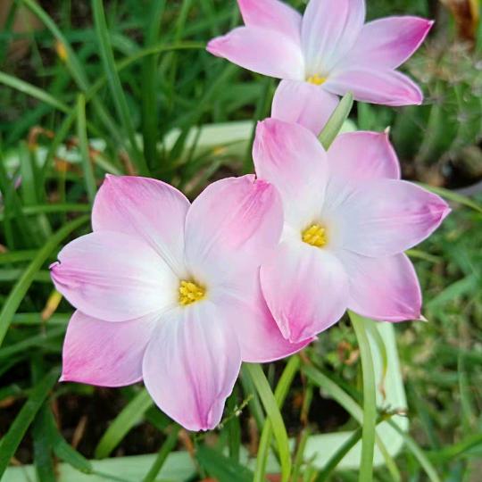 小米*花