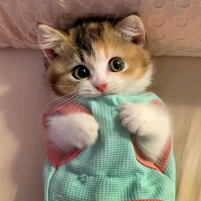 爱瓜子的野猫