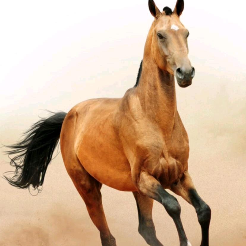 帝宾鲨服饰分销