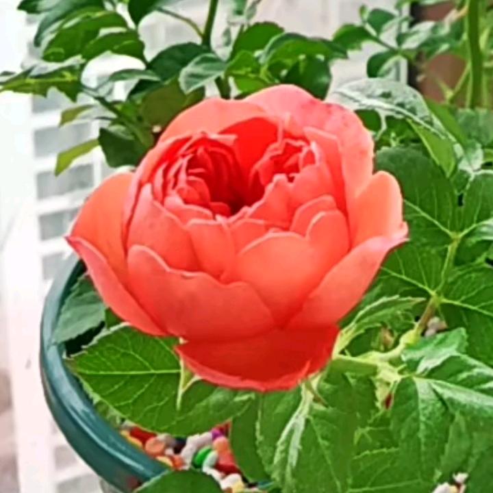 好吧就做个傻媳妇