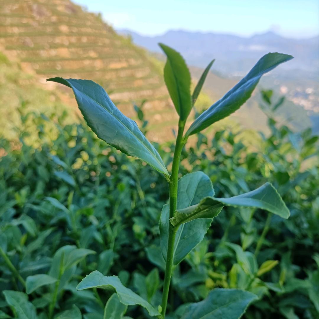 清香茗茶