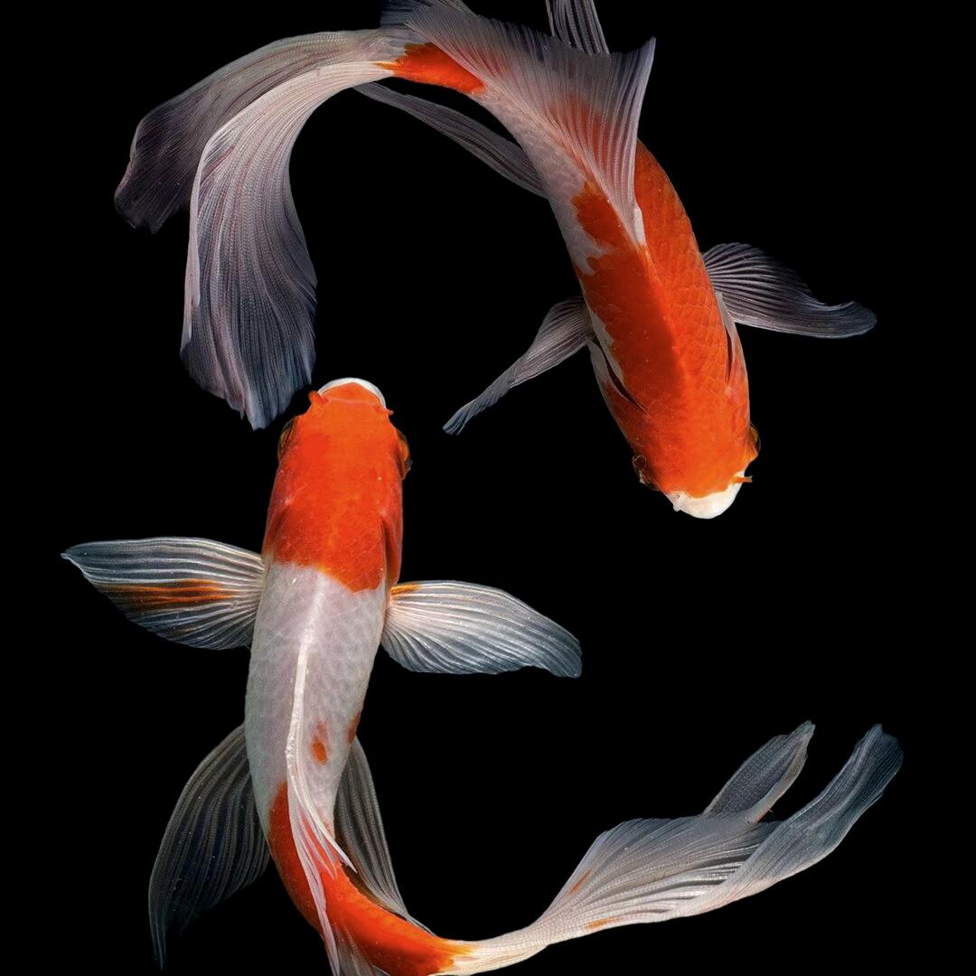 郓城小牛贴砖