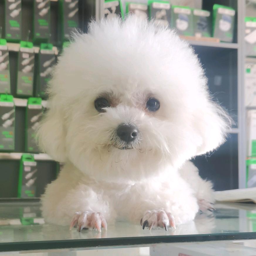 比熊繁育犬舍