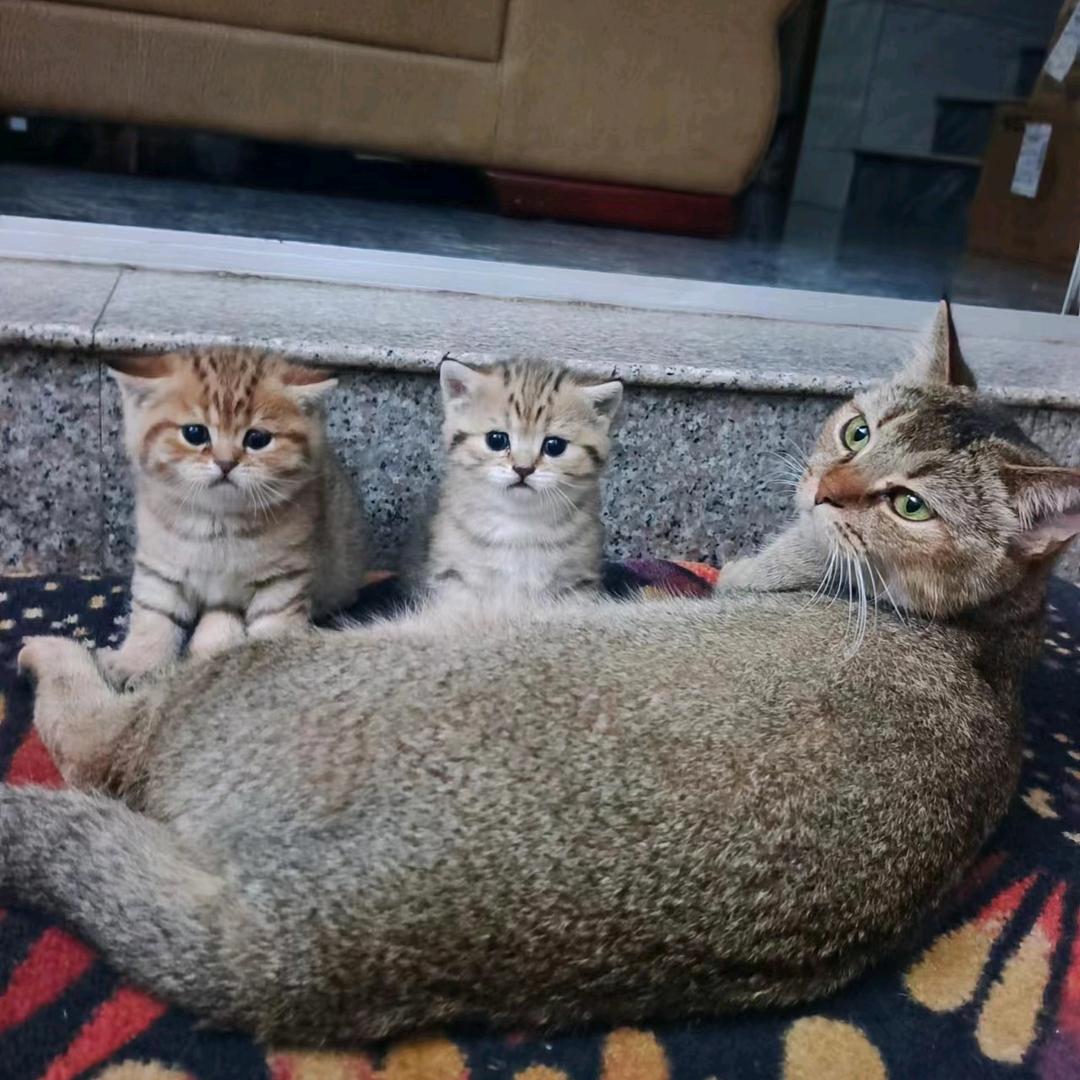 小米是只猫🐱