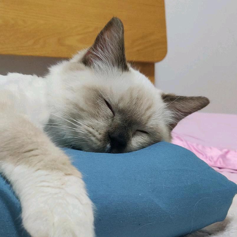 🌈 小辣鸡是布偶🌈