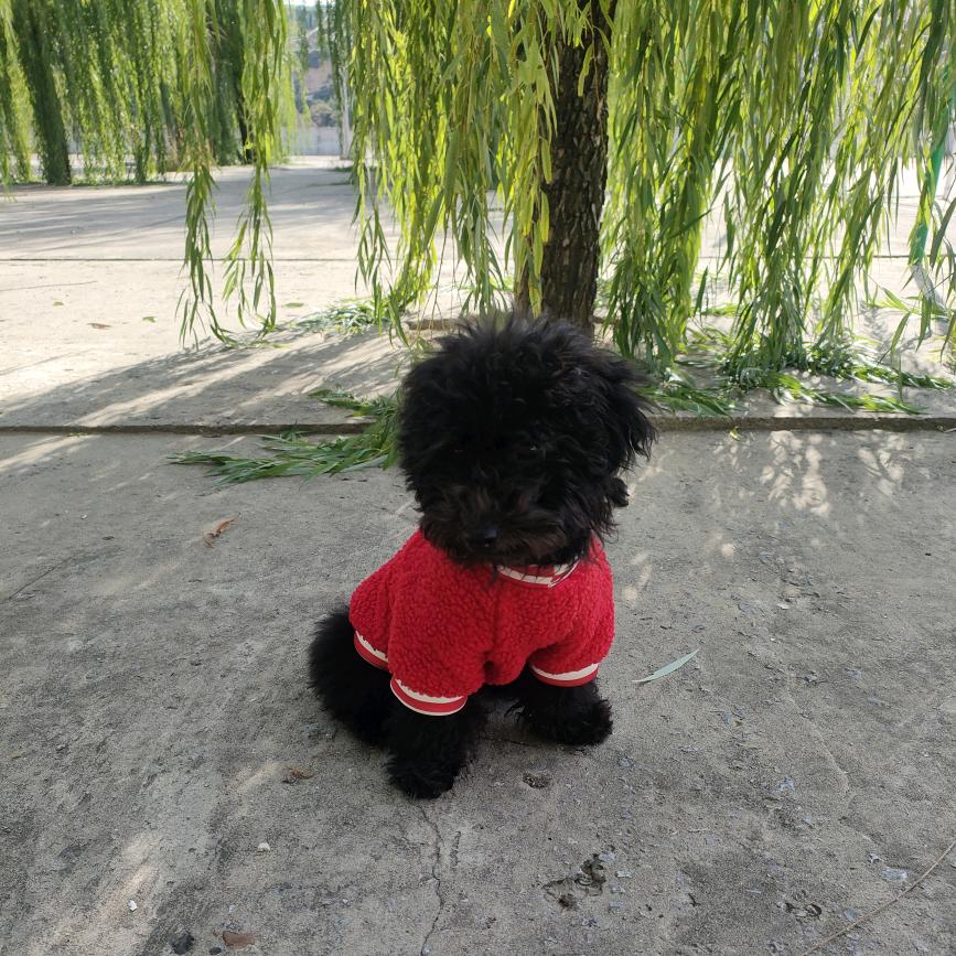 菜菜是个灰泰迪