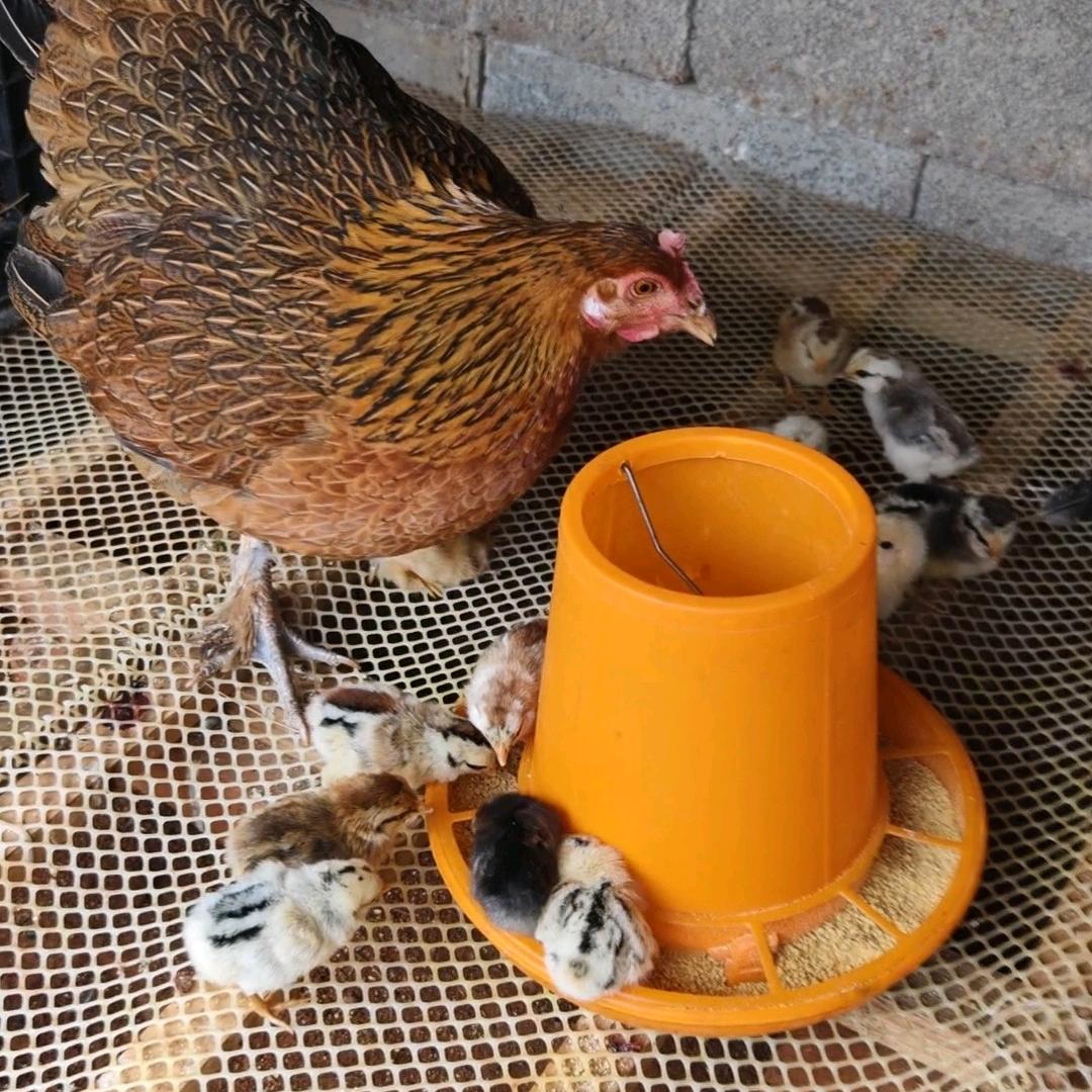 老乡家抱窝老母鸡