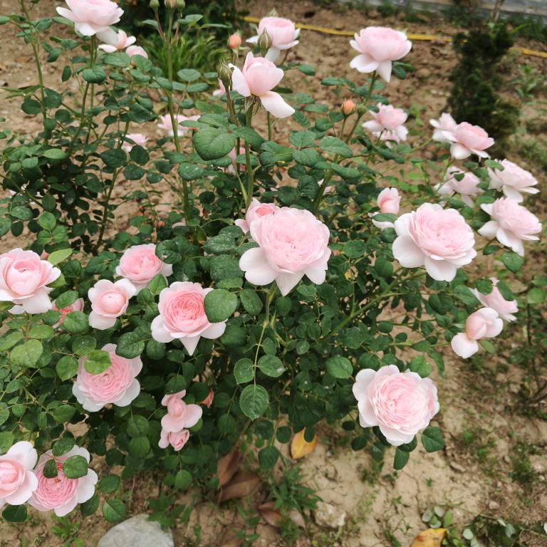 在水一方
