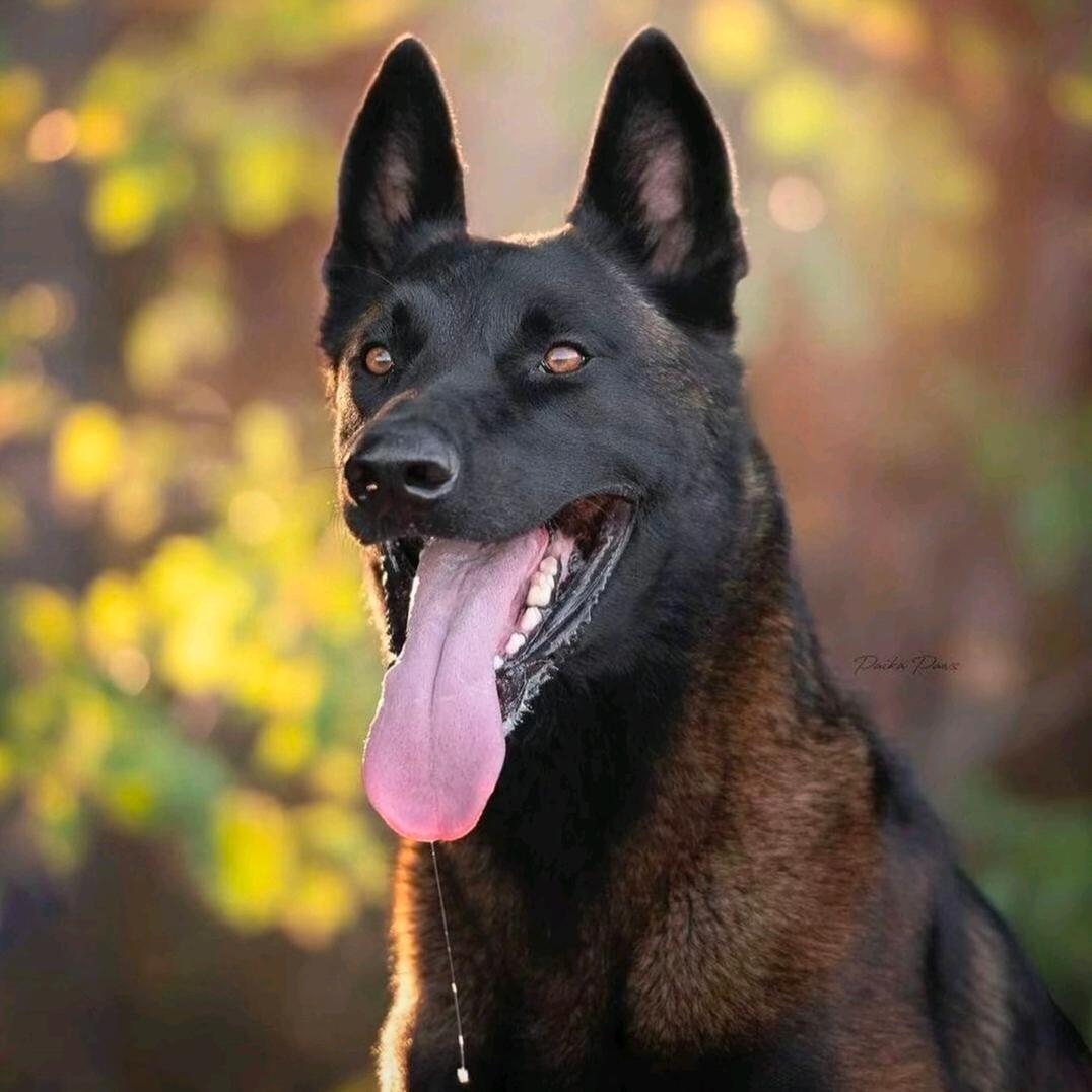 巴赫养犬（自养自繁）