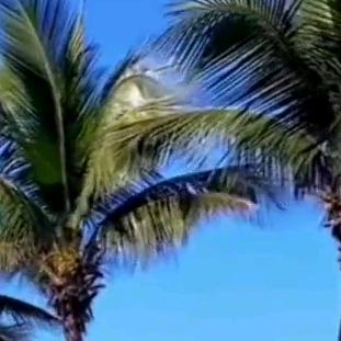 夏日凉风