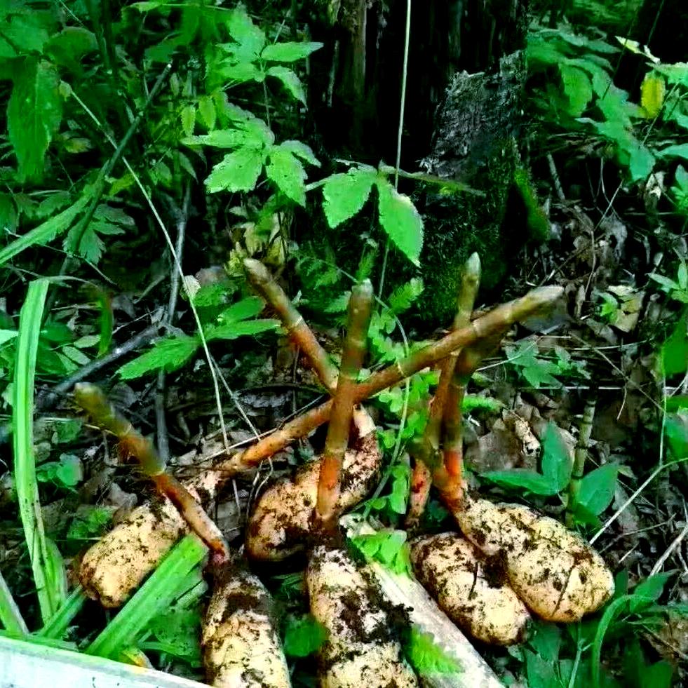 阳灿卓聊种植