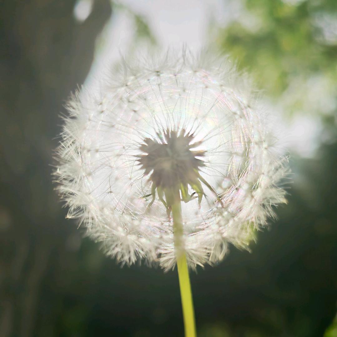 独行