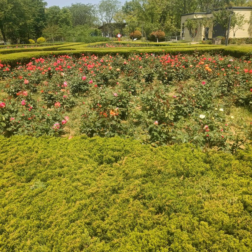 七零后的小老头