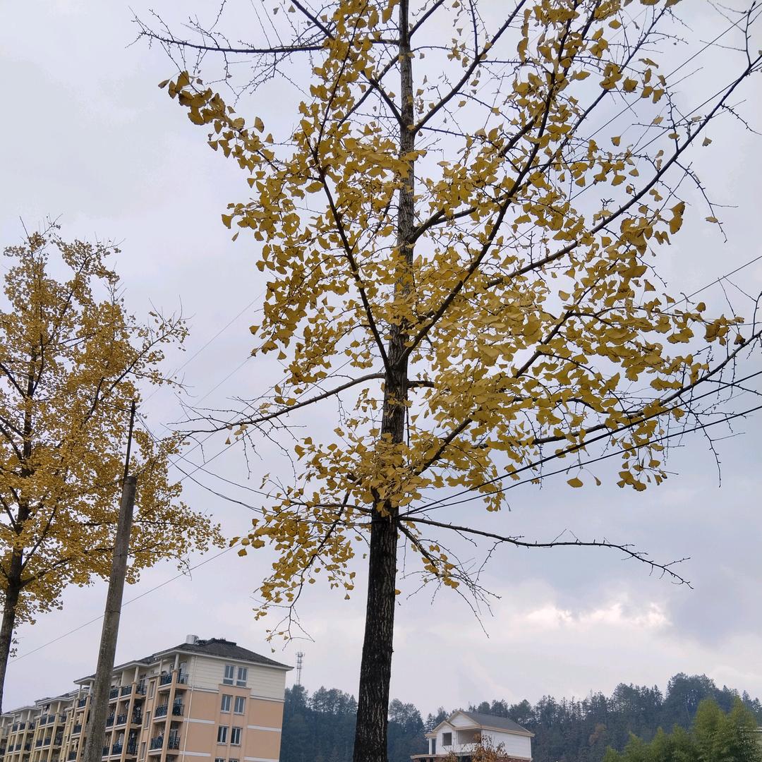 雪花飘啊飘