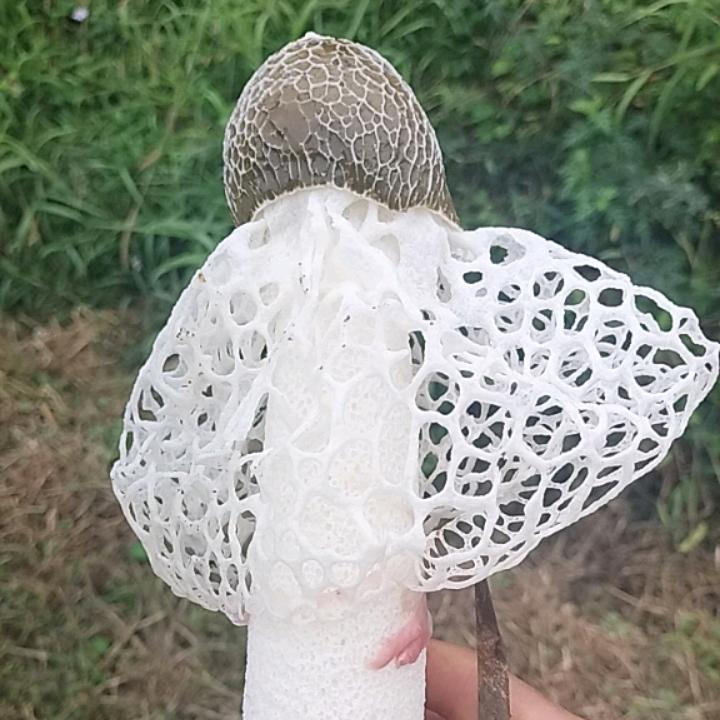 荣哥专业种植（竹荪，羊肚菌）