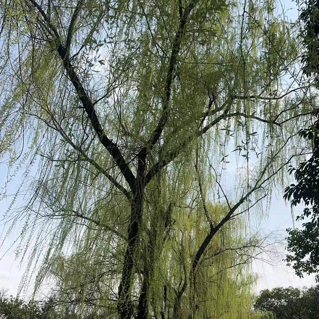东郊—sxf—老四