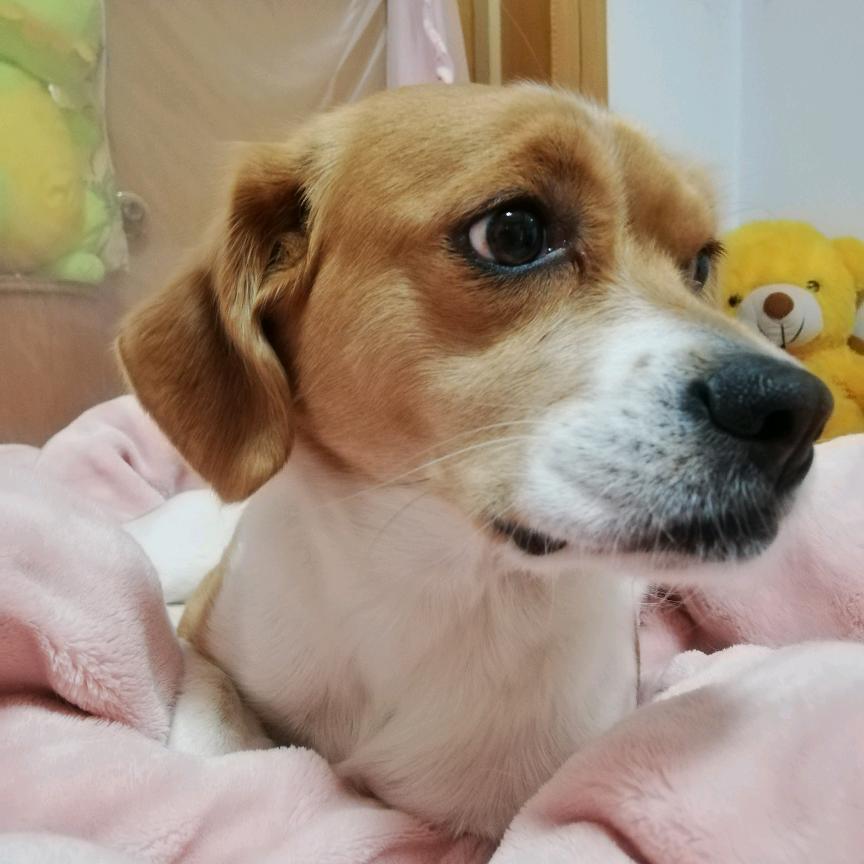 小狗梅西爱吃菜