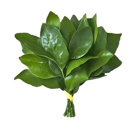 D.B