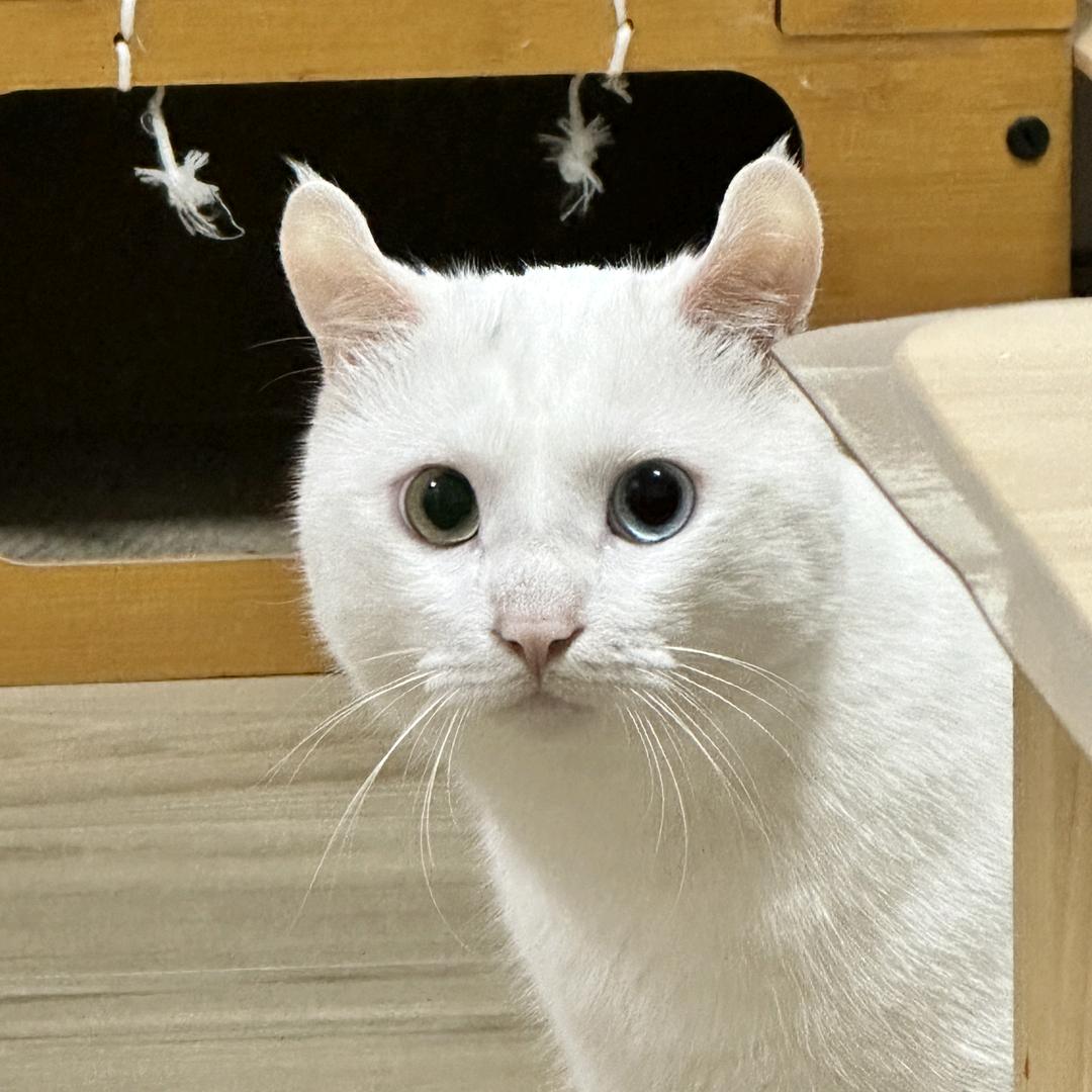 w琬清