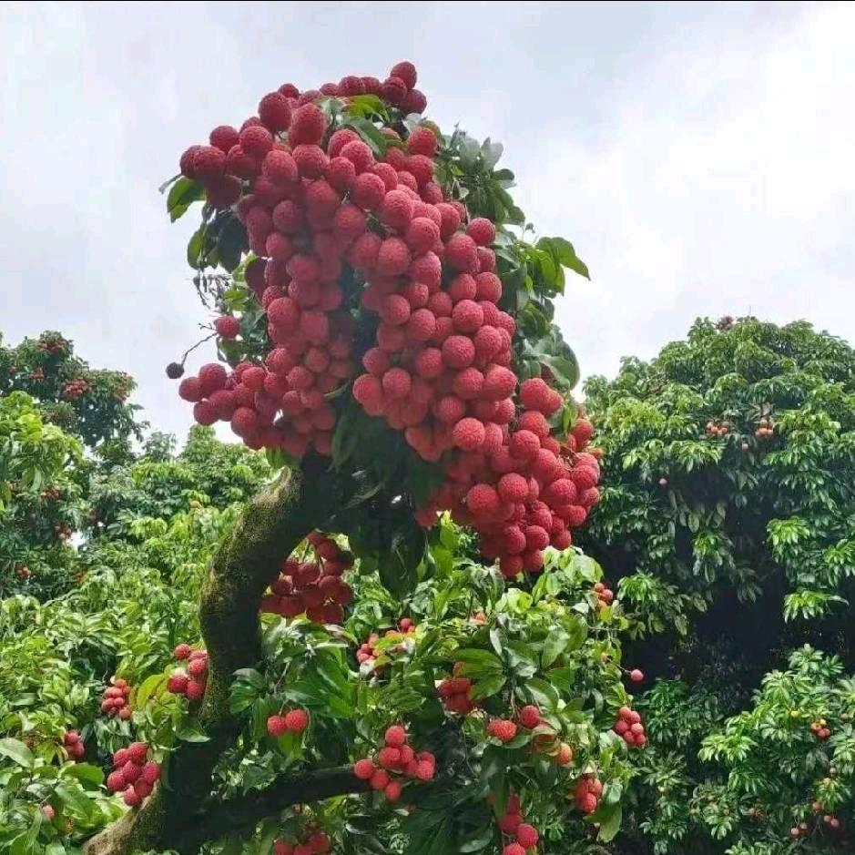 ☾⋆᭄⁵̶²̶º̶ ♡₁̶₃̶₁₄