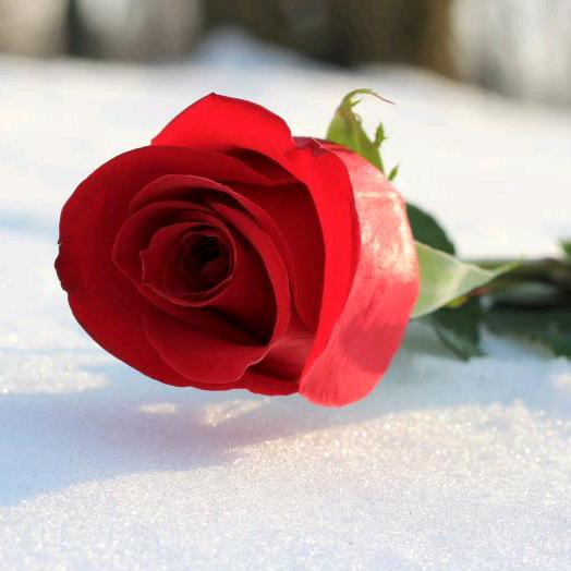 💫: ღ᭄好远ꫛ加满💞