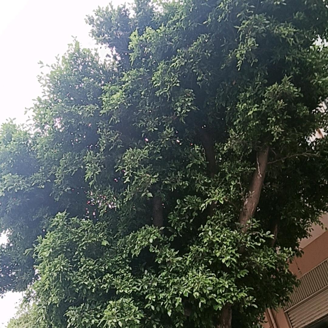 彝家兰姐芭蕉芋凉粉