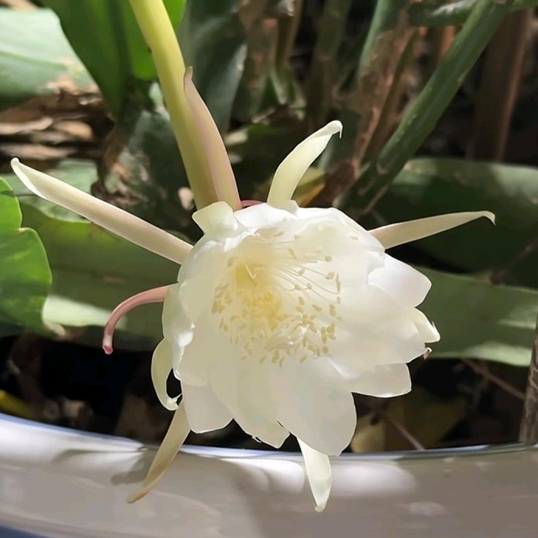 ｡✧*海印*✧｡