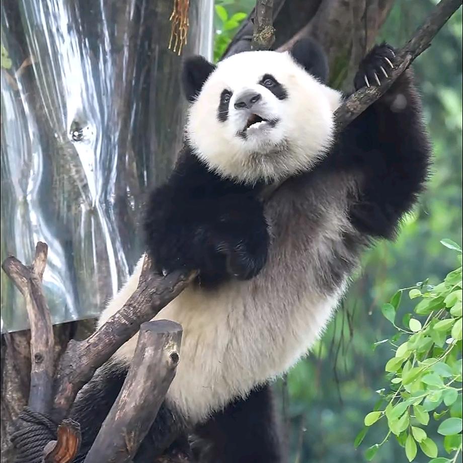 小元，爱猫猫🐼