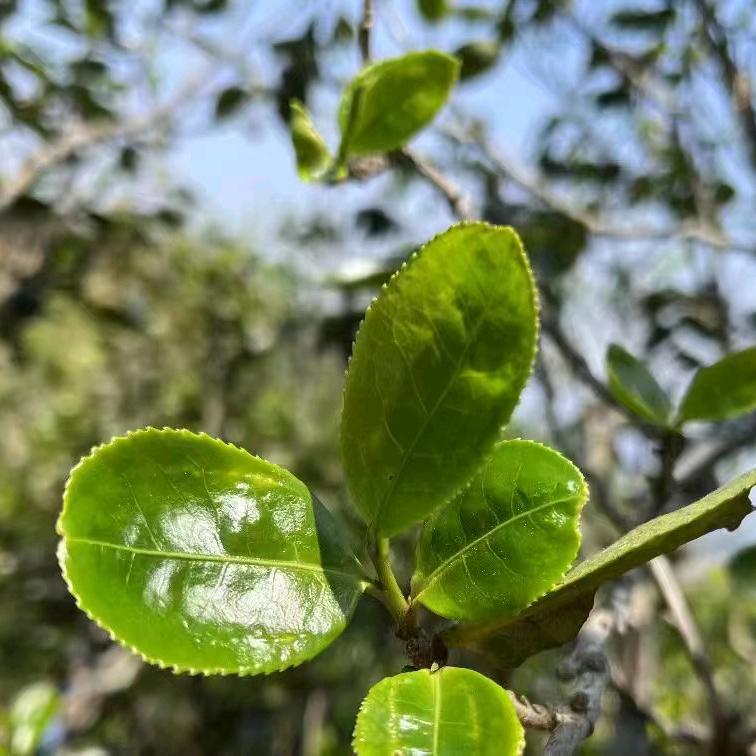 《邦东》炳春茗茶