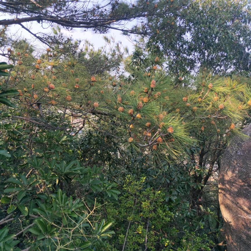 风雨踏梦行