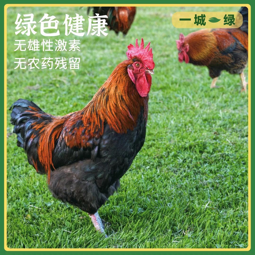 草原溜达鸡，土鸡蛋，乌鸡，鸽子，大公鸡