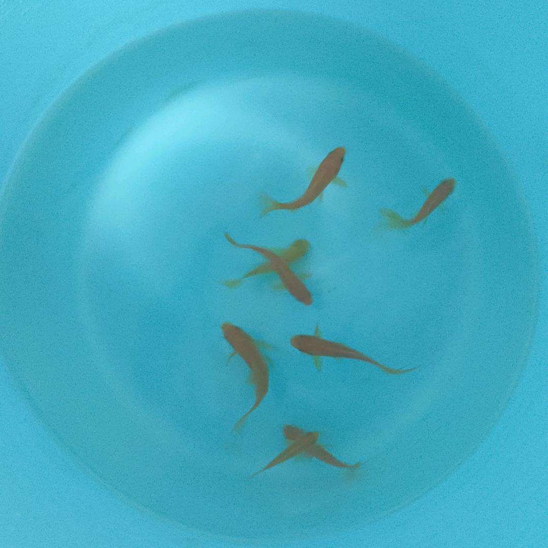 星星永远不在了