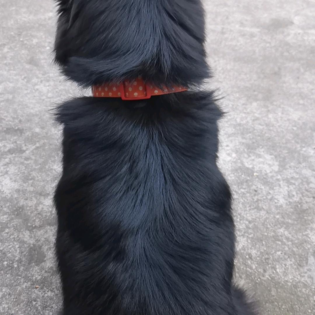幸福树